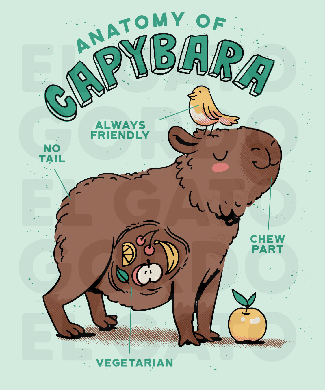 Anatomy Of Capybara